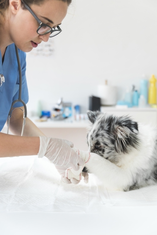 Tips & Tricks to Heal a Dog Wound Fast Fauna Care